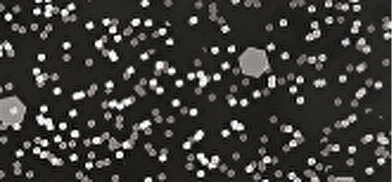 Sally Hansen SH nail polish Insta Dri 565 Powerslide nagų lakas