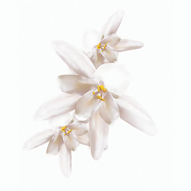 Biolage Biolage ExquisiteOil Nourishing Hair Serum (Replenishing Treatment With Moringa Oil) 92 ml 100ml atstatomoji plaukų priežiūros priemonė