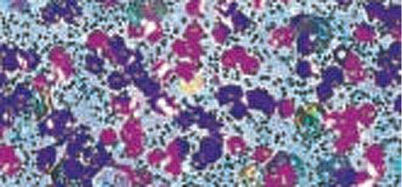 Sally Hansen SH nail polish Insta Dri 483 Grape Shifter nagų lakas