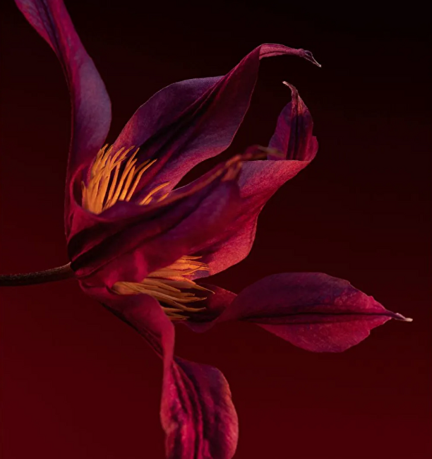 Hugo Boss Boss The Scent Elixir Intense For Her - parf&eacute;m 50ml kvepalai Moterims